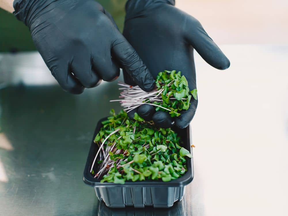 Ari Acres Microgreens in Calgary