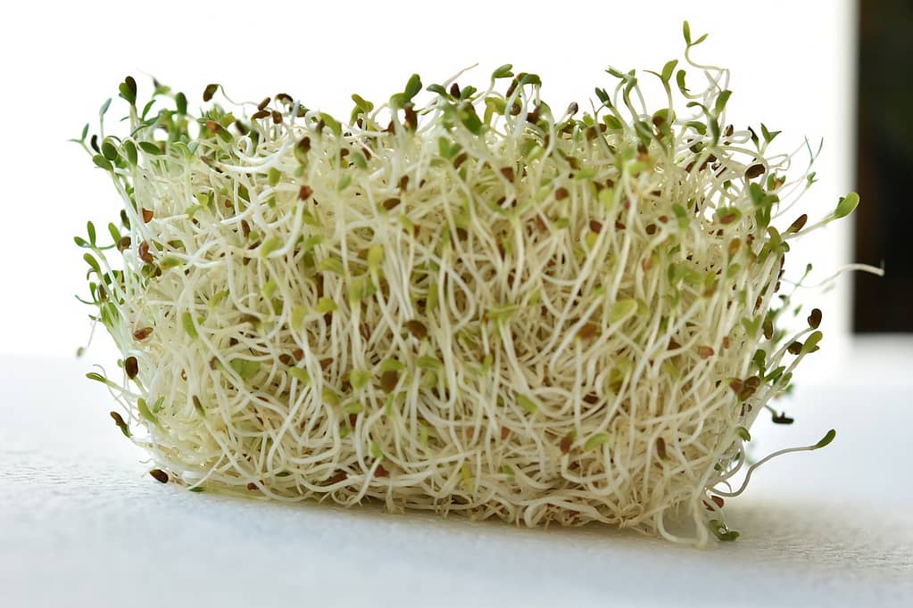 alfalfa sprouts in calgary