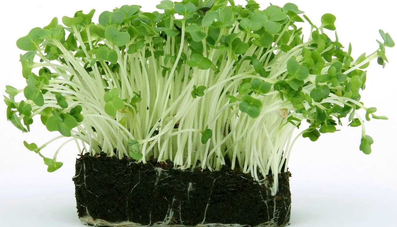 Discover the Green Gold: Broccoli Microgreens for a Nutrient-Packed Punch
