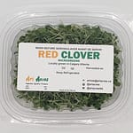 red clover microgreens