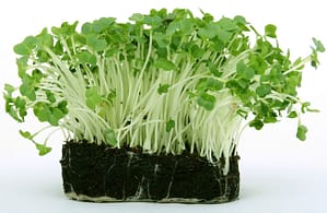 Broccoli Microgreen