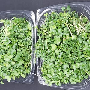 ari acres microgreens subscription package