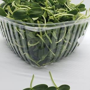 sunflower microgreens