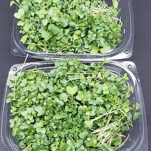 ari acres microgreens subscription package