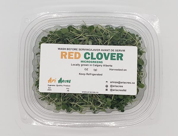 red clover microgreens