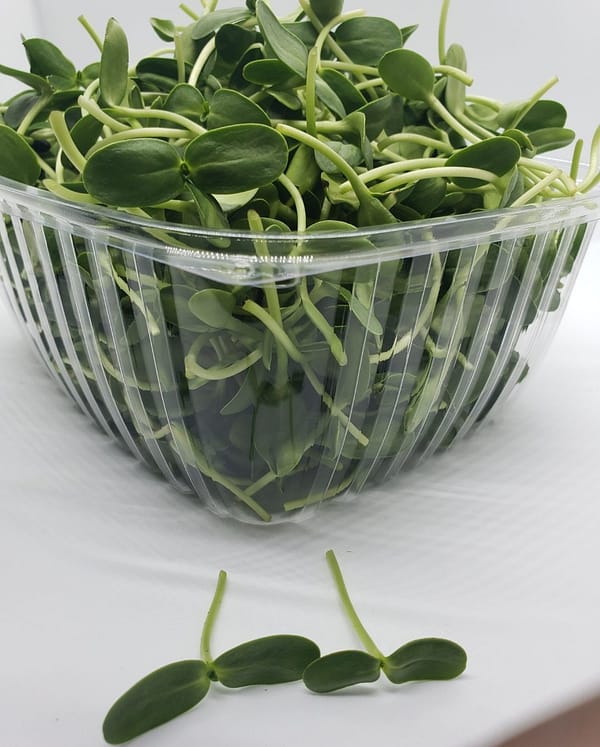 sunflower microgreens