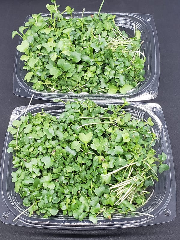 ari acres microgreens subscription package
