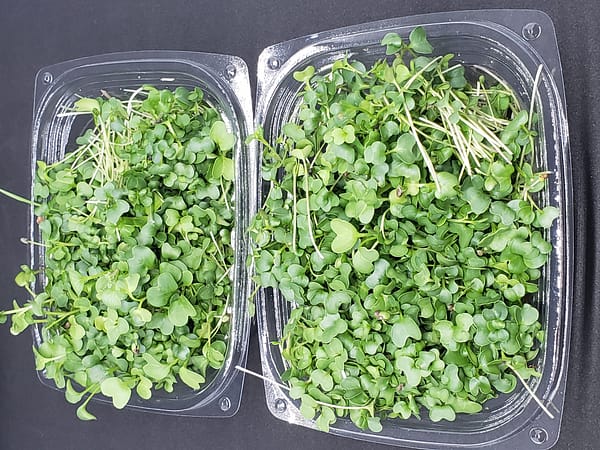 ari acres microgreens subscription package