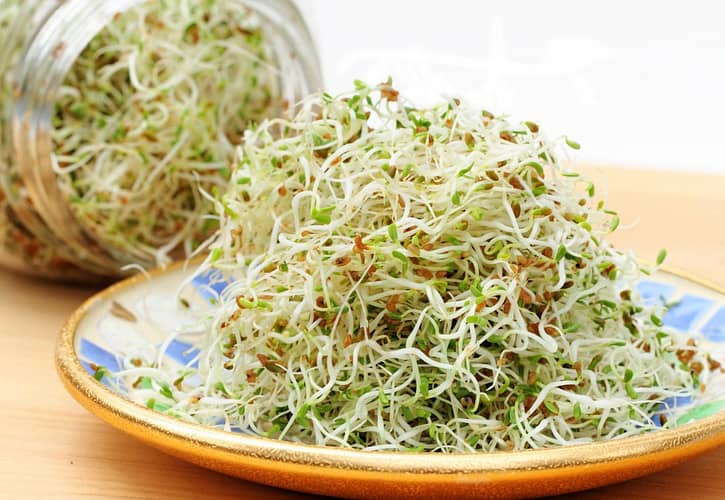 Sprouts in Calgary: Find and Grow Them Easily and Affordably