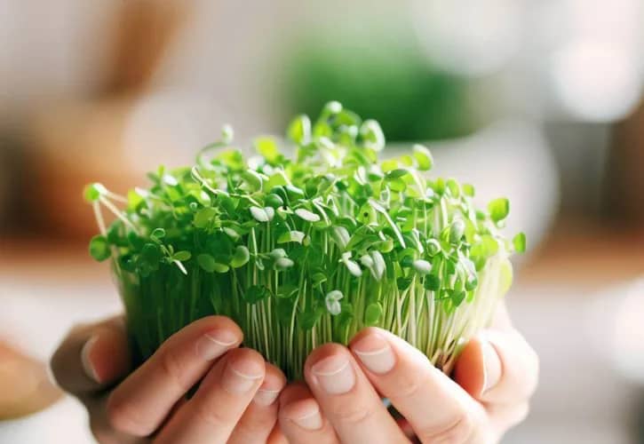 Broccoli Microgreens: Small Greens, Big Benefits