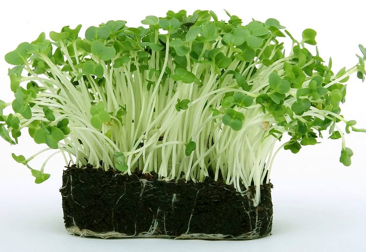 Discover the Green Gold: Broccoli Microgreens for a Nutrient-Packed Punch