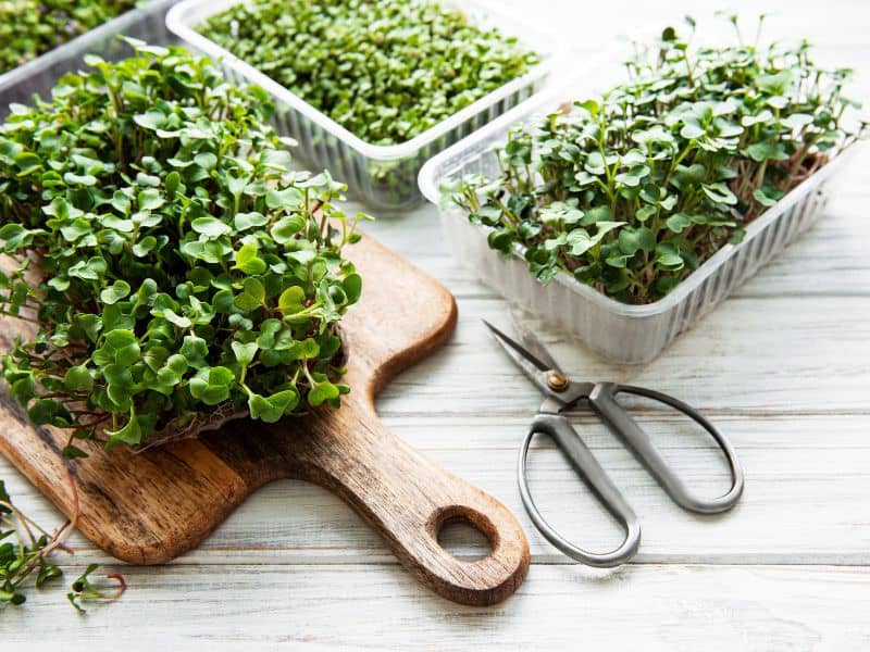 microgreens in calgary