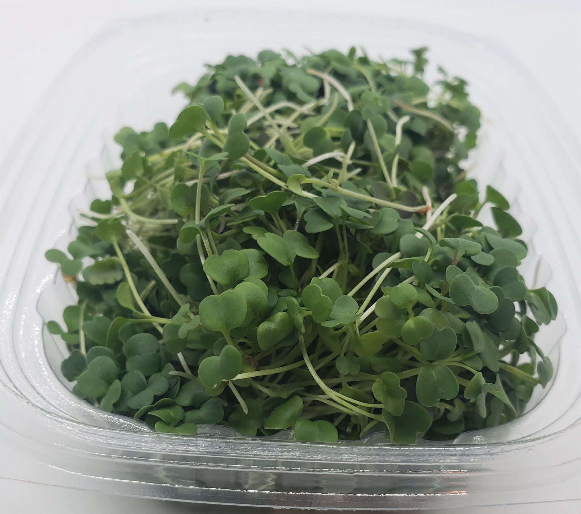 Arugula Microgreens Ari Acres Microgreens